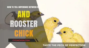 Spotting Hen and Rooster Chicks: What's the Difference?