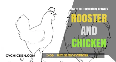 Rooster or Hen? Identifying Gender Differences in Chickens
