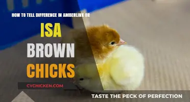 Amberlink vs. Isa Brown: Distinguishing Chick Traits