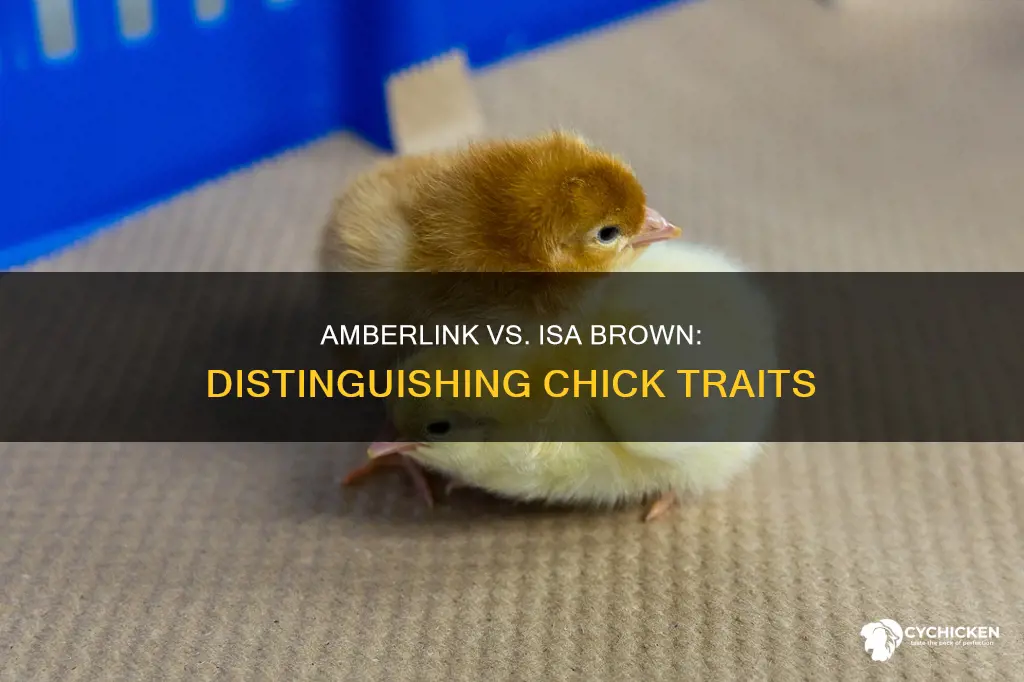 how to tell difference in amberlink or isa brown chicks