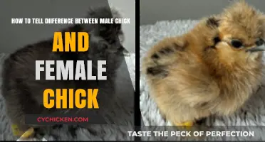 Identifying Chick Gender: Male vs Female