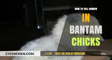 Identifying Bantam Chick Gender: A Beginner's Guide to Early Detection