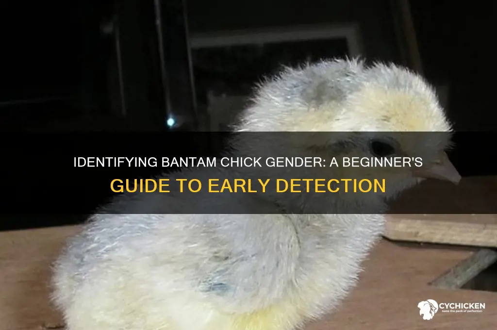 how to tell gender in bantam chicks