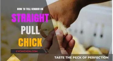 Identifying Gender in Straight-Run Chicks: A Beginner's Guide