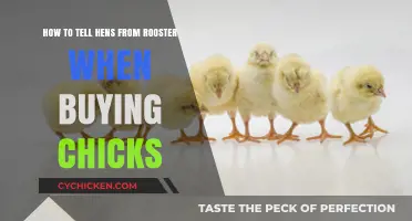 Identifying Hens vs. Roosters: A Beginner's Guide to Buying Chicks