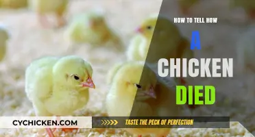 Identifying Causes of Chicken Mortality: A Comprehensive Guide for Poultry Keepers