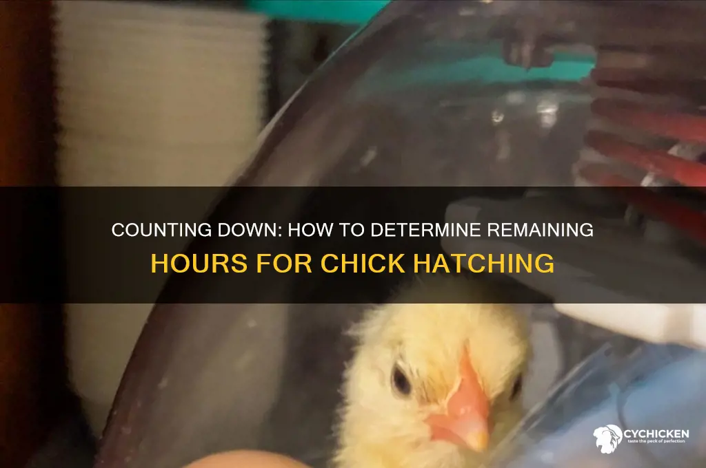 how to tell how many hours left chickes
