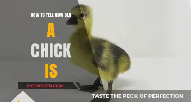 Identifying Chick Age: A Simple Guide for Poultry Enthusiasts
