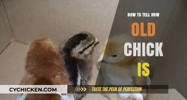 Identifying Chick Age: A Simple Guide for Poultry Enthusiasts