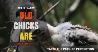 Identifying Chick Age: A Simple Guide for Poultry Enthusiasts