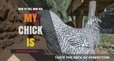 Determining Your Chick's Age: A Simple Guide for Poultry Owners