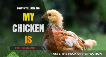 Determining Your Chicken's Age: A Simple Guide for Poultry Owners