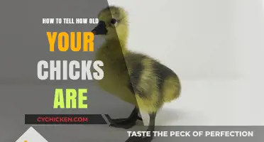 Identifying Chick Age: A Simple Guide for Poultry Enthusiasts