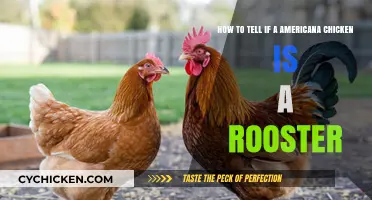 Identifying Your Americana: Rooster or Hen?