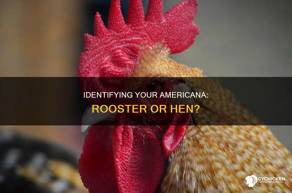 how to tell if a americana chicken is a rooster