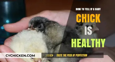 Chirping with Vitality: Signs of a Healthy Baby Chick