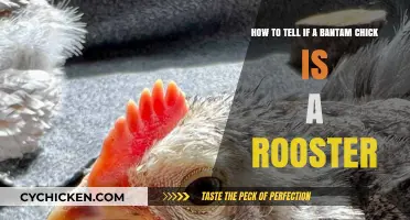 Identifying Rooster Traits in Bantam Chicks