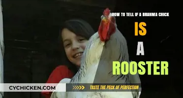 Identifying Rooster Brahma Chicks: Tips and Tricks