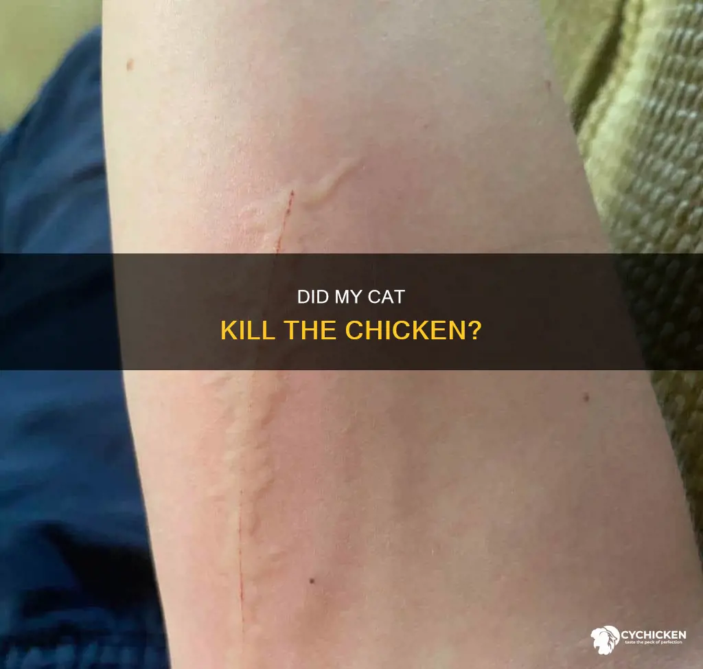 how to tell if a cat killed my chicken