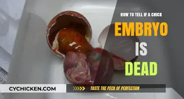 Detecting a Dead Chick Embryo