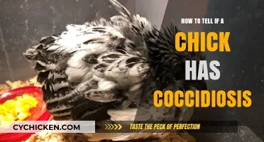 Identifying Coccidiosis in Chicks: Symptoms, Prevention, and Treatment Tips