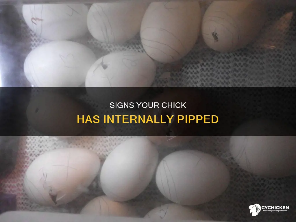 how to tell if a chick has internally pipped