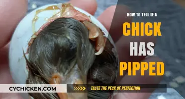 Spotting the First Crack: Signs Your Chick Has Pipped