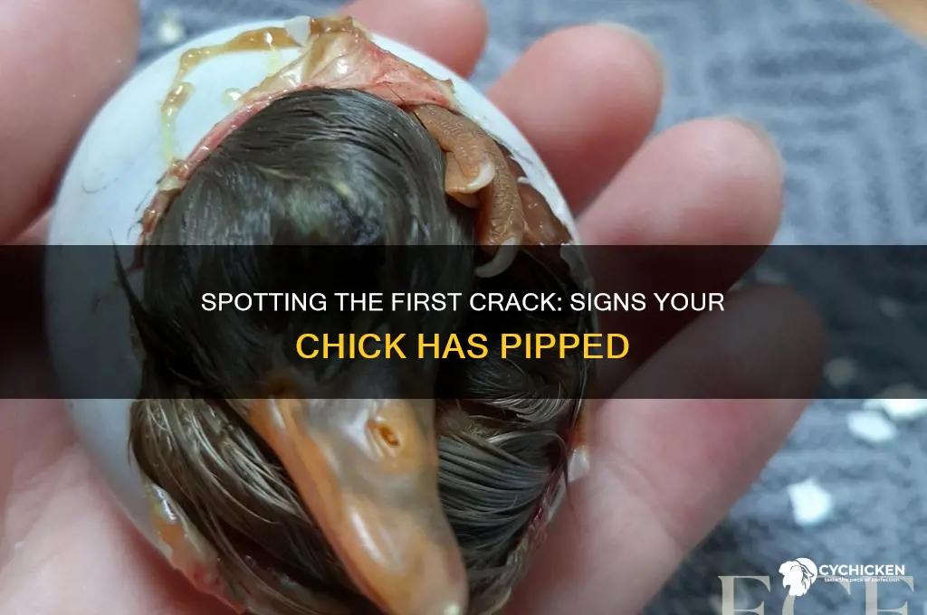 how to tell if a chick has pipped