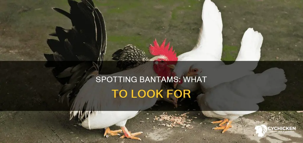 how to tell if a chick is a bantam