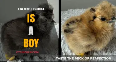 Identifying Your Chick's Gender: Boy or Girl?