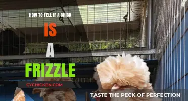 Recognizing a Frizzled Chick: The Ultimate Guide