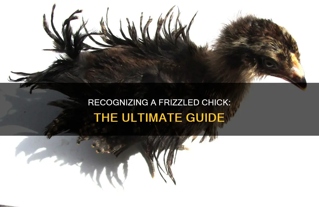 how to tell if a chick is a frizzle