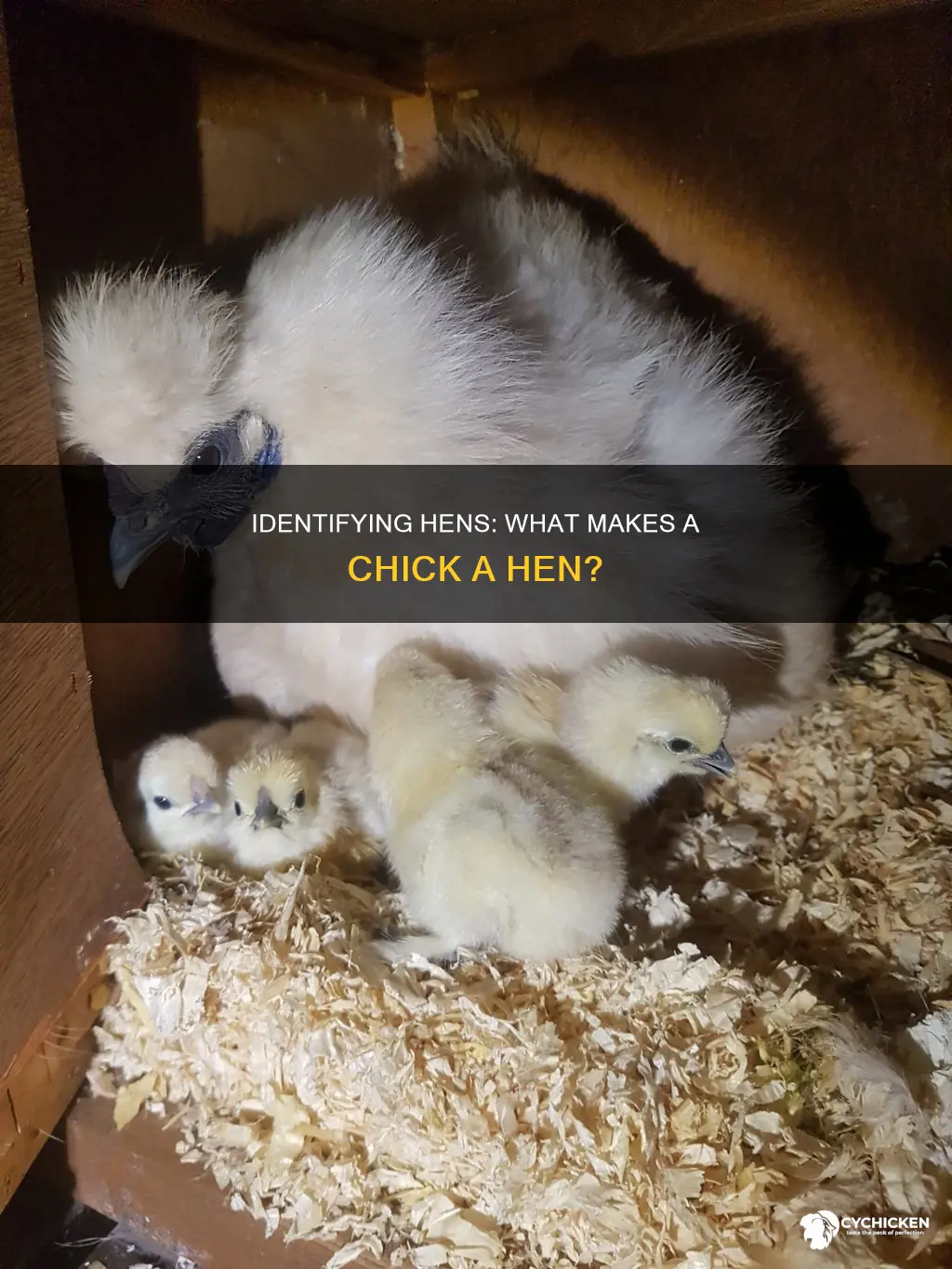 how to tell if a chick is a hen