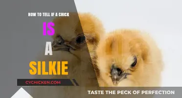 Recognizing a Silkie Chick: The Ultimate Guide