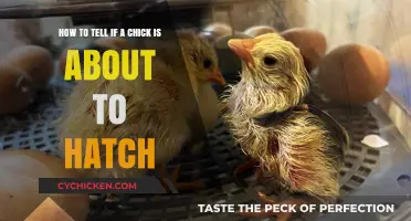 Signs of a Hatching Chick: What to Look For
