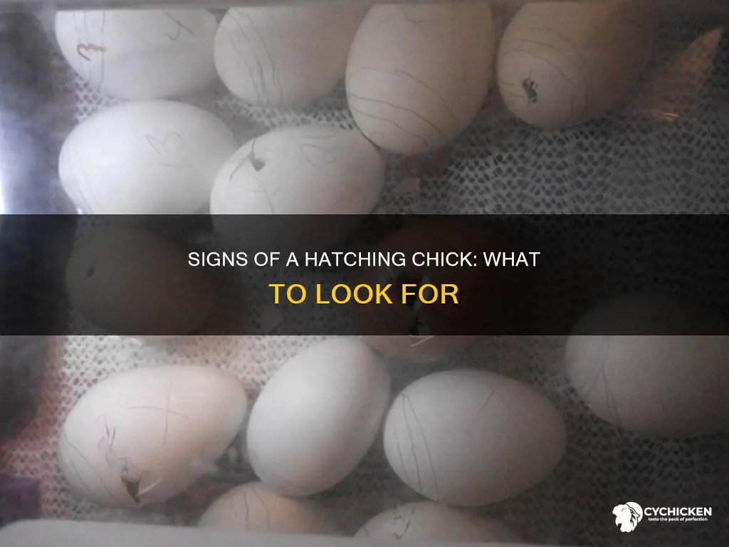 how to tell if a chick is about to hatch