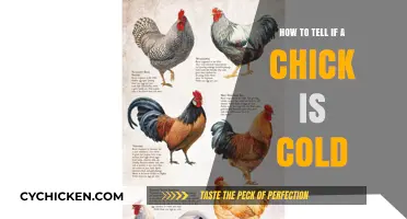 Signs Your Chick is Cold: Essential Tips for Care and Comfort