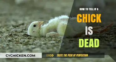 Identifying Lifeless Chicks: A Guide to Checking Vital Signs