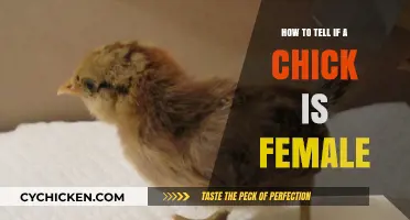 Identifying Female Chicks: A Beginner's Guide to Sexing Poultry