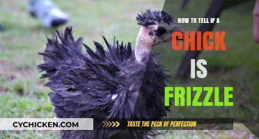 Identifying Frizzle Chicks: A Beginner's Guide to Spotting Curly Feathers