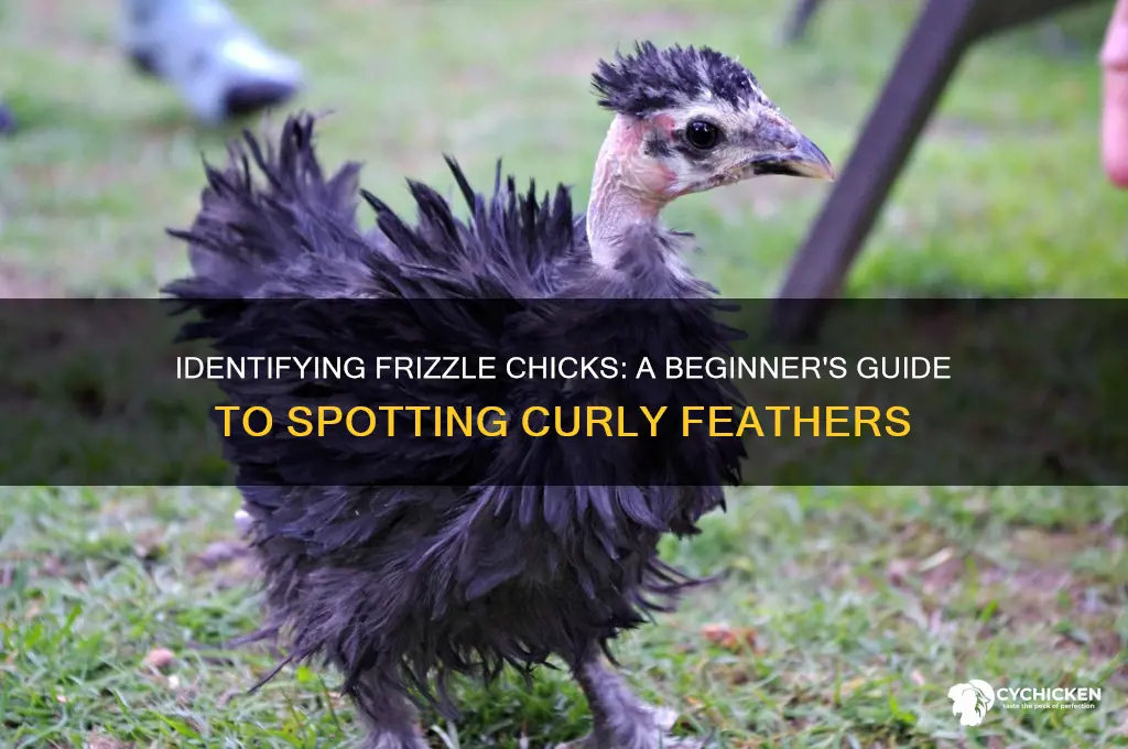 how to tell if a chick is frizzle