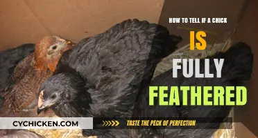 Recognizing a Fully Feathered Chick: Signs to Look For