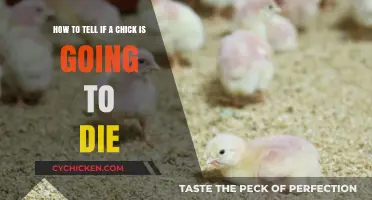 Signs Your Chick Might Be Dying