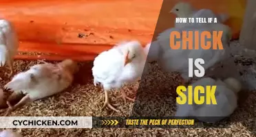 Spotting Sick Chicks: Essential Signs Every Poultry Keeper Should Know