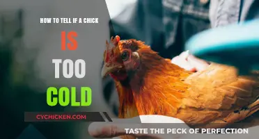 Chicks and Temperature: Signs of a Cold Chick