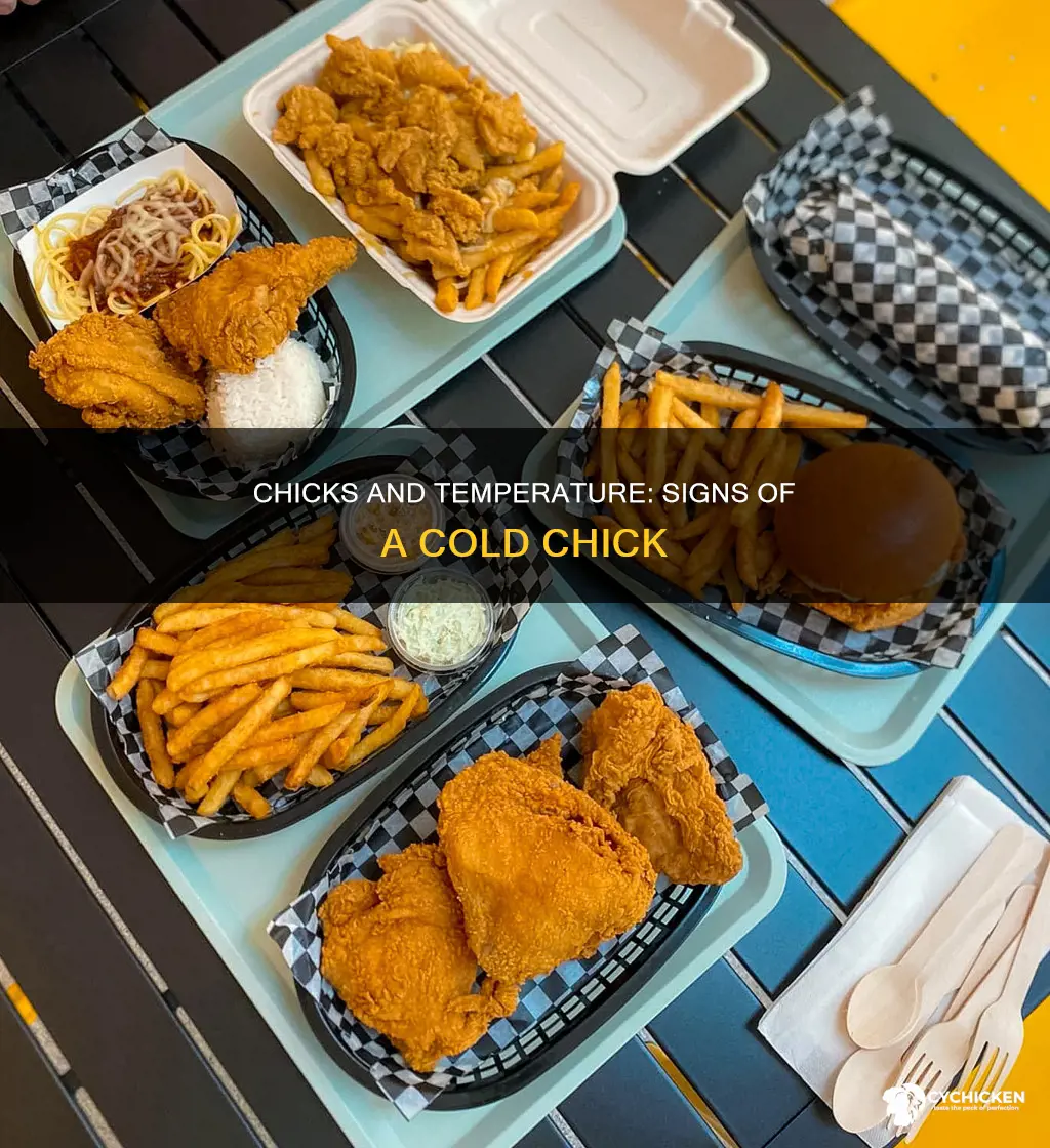 how to tell if a chick is too cold