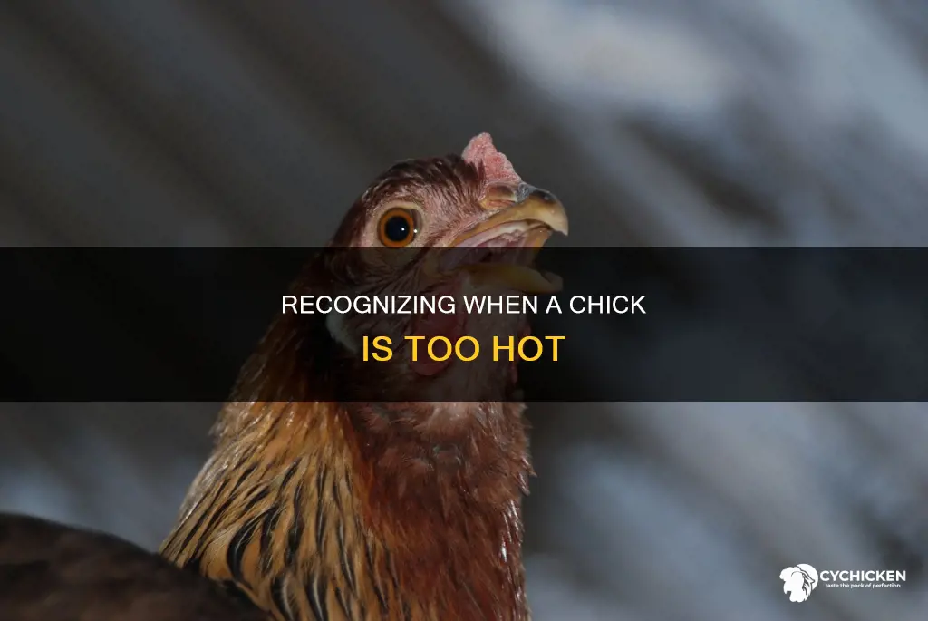 how to tell if a chick is too hot
