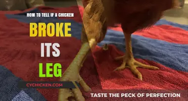 Signs Your Chicken Has a Broken Leg