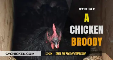 Recognizing Broody Chicken Behavior: Signs and Solutions for Happy Hens