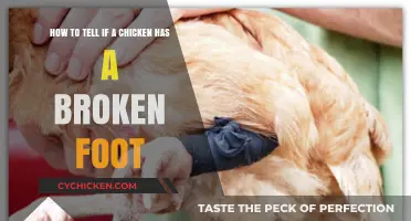 Signs Your Chicken Has a Broken Foot